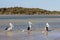 Wild pelicans and seagulls in Bremer Bay, Western Australia