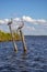 Wild pelicans standing on wooden logs in the river.