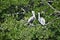 Wild pelicans on tree, Varadero,Cuba