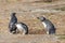 Wild Penguins Patagonia Chile