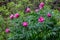 Wild peonies in the Altai mountains