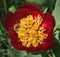 Wild peony flower and a bee collecting pollen.