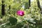 Wild peony in the forest among the foliage