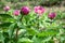 Wild Peony In Nebrodi Park, Sicily