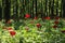 Wild peony (Paeonia peregrina romanica) in a forest nearby the Enisala fortress in Dobrogea.