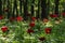 Wild peony (Paeonia peregrina romanica) in a forest nearby the Enisala fortress in Dobrogea.