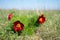 Wild peony is thin-leaved Paeonia tenuifolia, in its natural environment. Bright decorative flower, popular in garden landscape