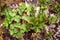 wild Peppermint and wood strawberry plant growing on a stony ground