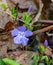 Wild Periwinkle Wildflower, Vinca Minor