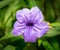 Wild petunia flower