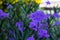 Wild Petunia or Ruellia brittoniana flowers in morning