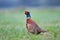 Wild pheasant