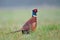 Wild pheasant