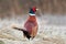 Wild pheasant