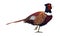 Wild pheasant bird animal icon