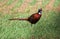 Wild pheasant (Phasianus colchicus)