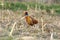 Wild pheasant rooster in agricultural field