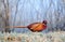 Wild pheasant standing in a forst covered field