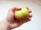 A wild picked fresh apple in hand on white background