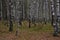 Wild picturesque forest on the banks of the river. Birch grove. The branches of the trees bent over