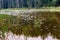 Wild picturesque wetland, dead trees in the swamp