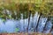 Wild picturesque wetland, dead trees in the swamp