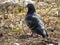 Wild Pidgeon standing in a field.