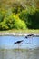 Wild Pied Stilt Poaka at Travis Wetland Nature Heritage Park in New Zealand