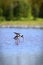 Wild Pied Stilt Poaka at Travis Wetland Nature Heritage Park in New Zealand