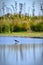 Wild Pied Stilt Poaka at Travis Wetland Nature Heritage Park in New Zealand