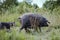 Wild pig with offspring walks in the field. Hungarian mangalitsa walks in the field