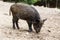 Wild pig in the summer forest