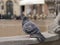 Wild pigeon