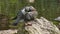 Wild pigeon brush feathers while sitting on a stone on the shore of a pond. Dove close up