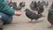 Wild pigeon eats seed from kid`s hand on city square. Up view in slow motion.