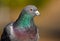 Wild pigeon / rock dove Columba livia