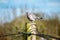 Wild pigeon sitting on an electricity post