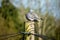 Wild pigeon sitting on an electricity post