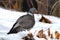 Wild pigeon in snow