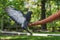 A wild pigeon taking off from a child`s hand