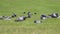 Wild pigeons bask on the lawn