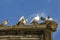 Wild pigeons get warm in the autumn sunny day on a stone ledge of the roof of a medieval building