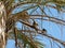 Wild pigeons on palm leaves 1701