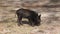 Wild piglet in Florida wetlands