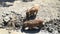 Wild piglets eating in mud