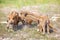 Wild piglets fighting