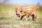 Wild piglets on summer day