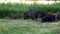 Wild pigs eat together. Big pigs and little pigs looking for food on the grass