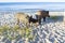 Wild pigs family pose on sea coast sands