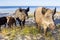 Wild pigs family pose on sea coastal sands